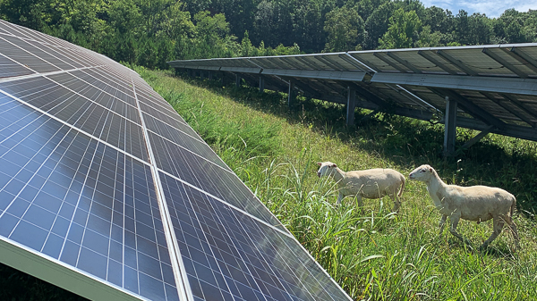 sheep grazing beside polar panel