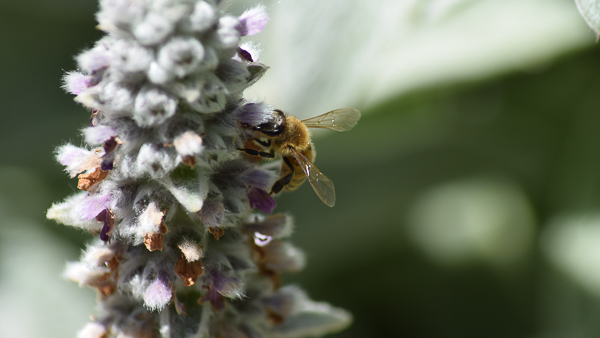 bee at flower