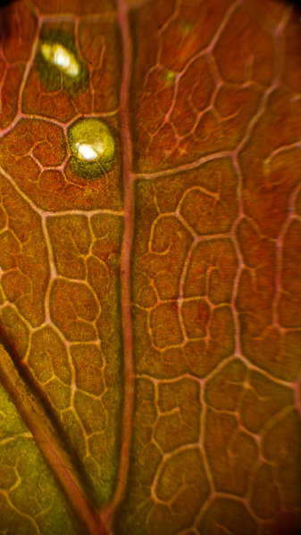 microscopic picture of a red Japanese maple leaf