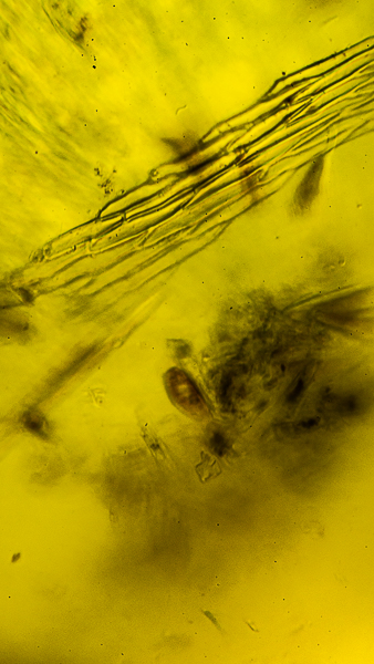microscopic pond scum 