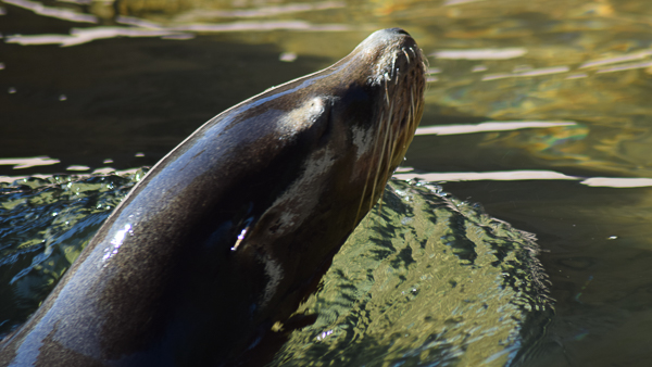 sea lion gliding through water