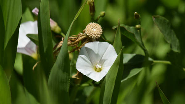 white flower