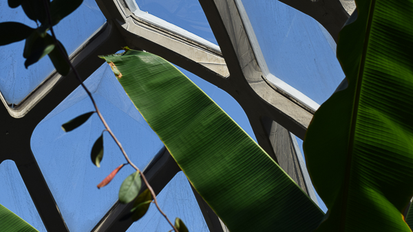 palm leaves beneath glass canopy