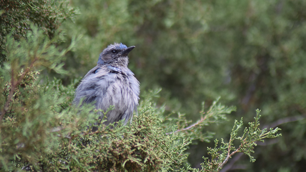 Pinyon Jay on evergreen branch