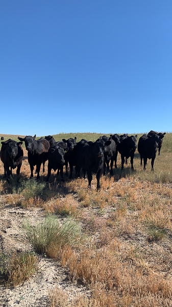 cows grazing