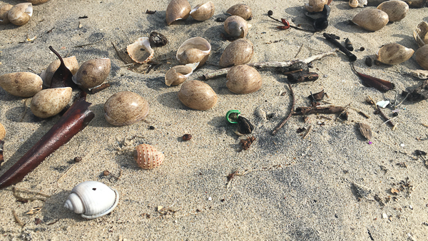 brown oyster shell on beach