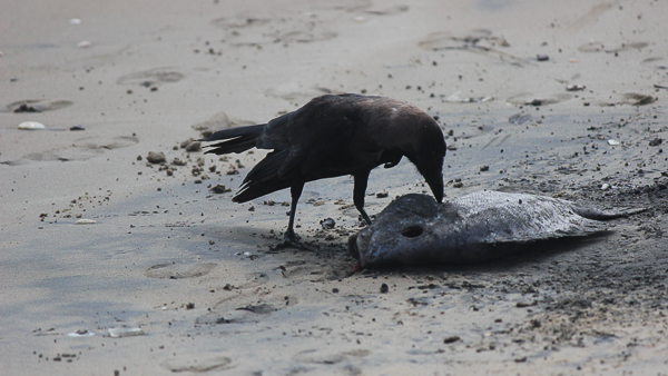 crow pecking fish carcass on beach