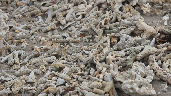 dead coral on beach