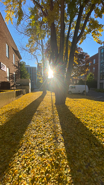 ground covered in yellow leave in fall