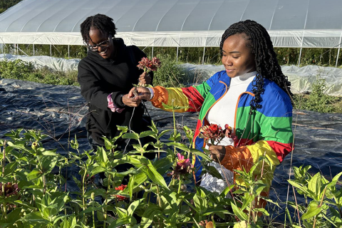 Picking Zinnias at the Dr. Keiko Miwa Ross Student Farm at Penn State Students pick zinnias at the eighth annual Harvest Fest at the Dr. Keiko Miwa Ross Student Farm at Penn State.