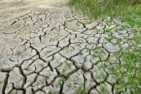 Dry cracked dirt and grass